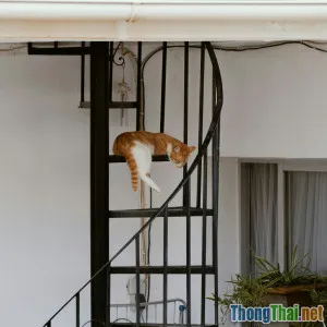 Chia sẻ trải nghiệm cải tạo ban công thành thiên đường cho thú cưng