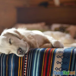 Tự may nệm thú cưng mềm mại cho ngày lạnh