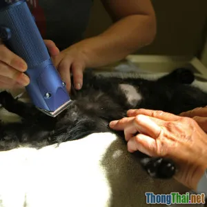 Review sản phẩm tắm khô cho thú cưng có đáng tiền