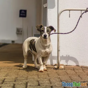 So sánh dịch vụ chăm sóc thú cưng tại Việt Nam