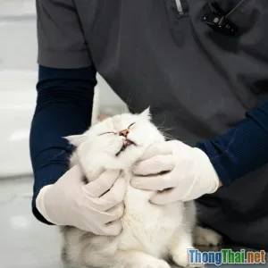 Bí quyết phòng chống bệnh truyền nhiễm ở chó mèo