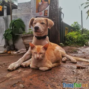 Phòng bệnh ngoài da cho thú cưng vào mùa mưa