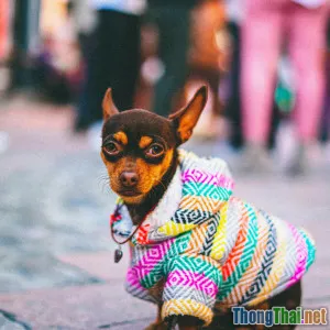 Làm áo len handmade cho thú cưng có dễ