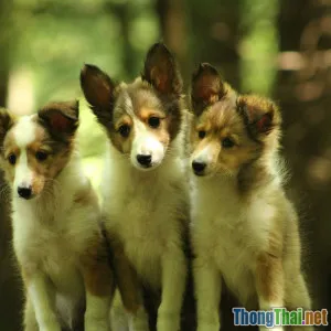 Phòng bệnh dại cho thú cưng phức tạp hơn bạn nghĩ