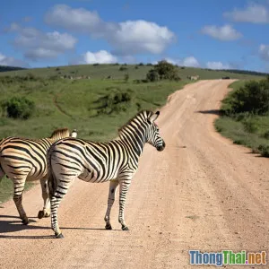 Thực hư về độ nguy hiểm khi du lịch tới châu Phi