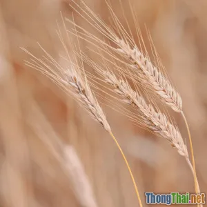 Kinh nghiệm săn thử thách bug bounty thực tế từ chuyên gia Việt