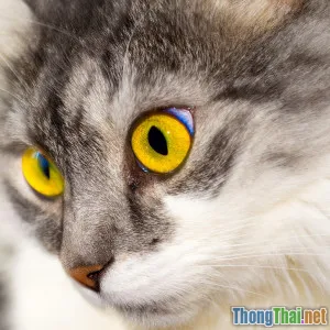 Cách đọc biểu cảm gương mặt của mèo