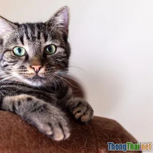 Bí mật đằng sau thiết bị định vị GPS siêu nhỏ cho mèo