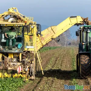 So sánh hiệu quả trồng trọt với và không có IoT