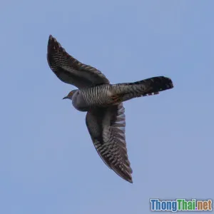 7 Lỗi Phát Âm IPA Người Việt Hay Mắc Nhất