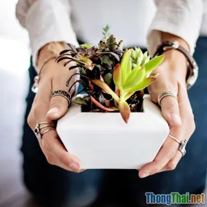 Chăm sóc cây cảnh mini dễ dàng ngay khi bận rộn