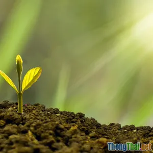 Tâm lý chi tiêu ảnh hưởng thế nào đến an toàn tài chính của bạn