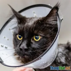 Cảnh báo dấu hiệu bệnh thường gặp ở chó mèo nhà bạn