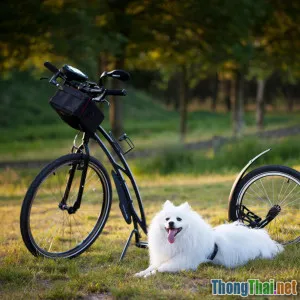 Thể thao cho thú cưng Chỉ là xu hướng nhất thời