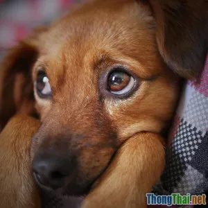 Tại sao chó nhỏ đang là xu hướng cho gia đình thành thị