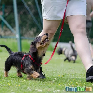 Chó nhỏ có dễ huấn luyện hơn chó lớn không