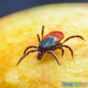 Dấu hiệu nhận biết thú cưng bị nhiễm ve