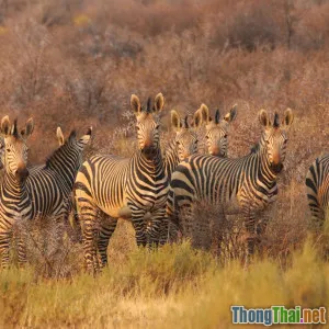 Review chân thực phim Cuộc sống hoang dã Nam Phi