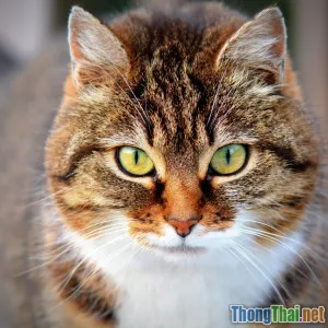 3 sai lầm khi nuôi thú cưng trong căn hộ nhỏ