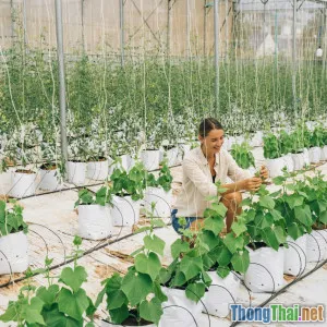Mô hình nông nghiệp công nghệ sinh học thành công tại Việt Nam