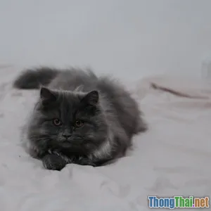 So sánh mèo Anh và mèo Ba Tư về tính cách