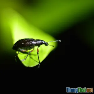 So sánh đa hình static và dynamic trong Csharp