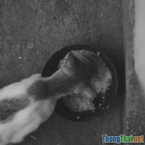 Review top 5 thực phẩm cho mèo kén ăn