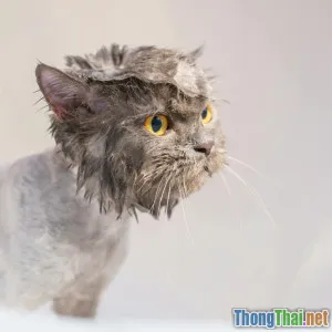 Top loại sữa tắm tốt nhất cho lông mèo xù