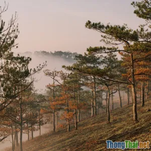 Đi Đà Lạt mùa mưa liệu có đáng trải nghiệm