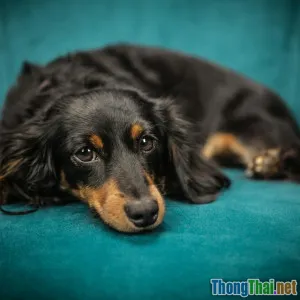 Chó cảnh nhỏ có thực sự phù hợp với nhà chung cư