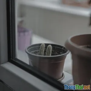 Điều gì khiến cây xương rồng sống lâu bền trong nhà