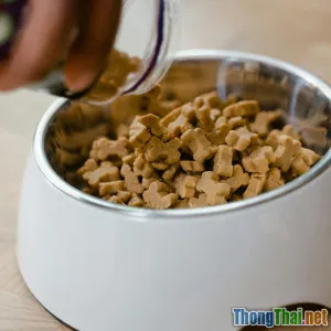 Top 5 thức ăn hữu cơ được thú cưng yêu thích