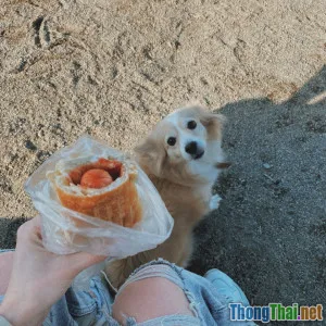 Top 5 món ăn DIY giúp lông thú cưng bóng mượt