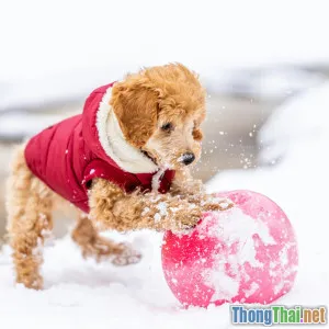 Giải mã lý do Poodle cuốn hút hội yêu thú cưng