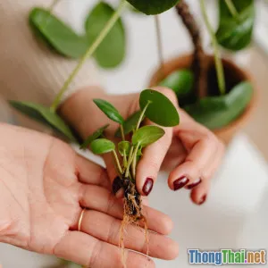 Chỉ bạn cách nhân giống cây cảnh bằng cành hiệu quả