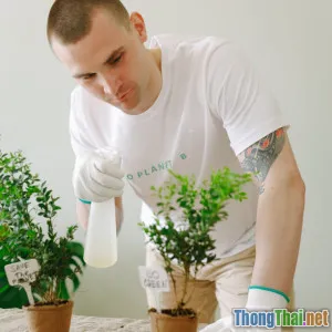 Hướng dẫn chăm sóc cây cảnh chống úng trong mùa mưa