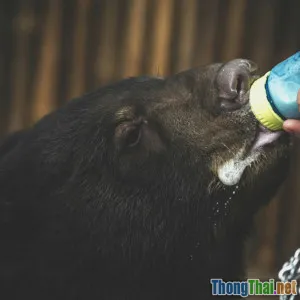 Giải cứu gấu ngựa Việt Nam ngăn chặn tuyệt chủng