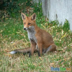 Động vật bị đe dọa vì đô thị hóa ngày càng tăng