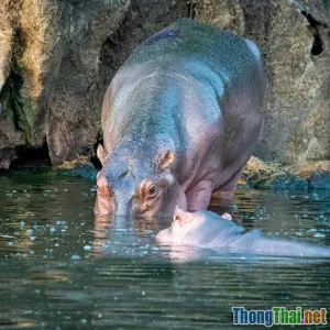 Bí quyết du lịch công viên động vật hoang dã an toàn