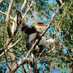 Khám phá 5 cách bảo vệ động vật hoang dã tại Việt Nam