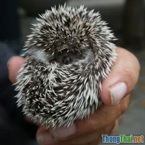 5 lầm tưởng phổ biến khiến nỗ lực bảo vệ động vật hoang dã thất bại