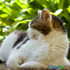 5 lợi ích bất ngờ khi cho mèo tập luyện