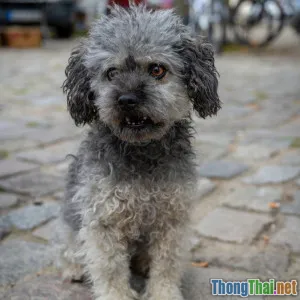Bí quyết huấn luyện Poodle phát triển trí tuệ vượt trội