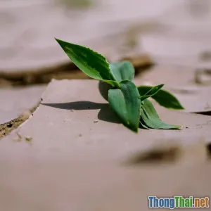 5 phim tài liệu về thiên nhiên khiến bạn muốn thay đổi lối sống ngay lập tức