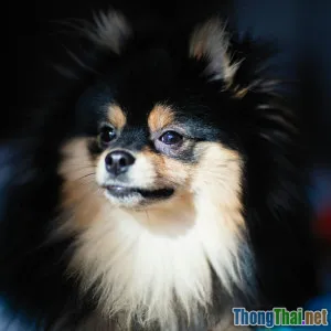 6 giống chó nhỏ phù hợp nhất cho người độc thân sống ở chung cư