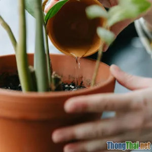 7 lỗi trồng cây trong nhà khiến cây chết nhanh mà bạn không ngờ tới