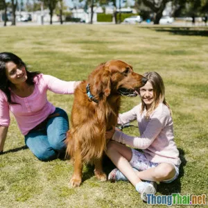 8 lý do Golden Retriever phù hợp với trẻ nhỏ
