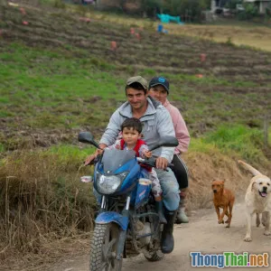 Bạn nên chọn chó Shiba hay Corgi nếu nhà có trẻ nhỏ