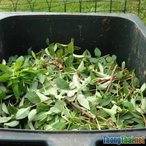 Bạn thường bỏ đi rau héo Nhưng nên giữ lại