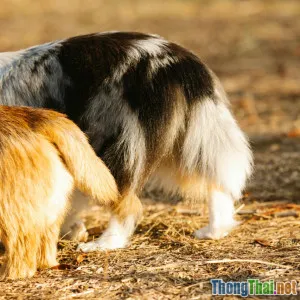 Bất ngờ với 7 loại rau củ giúp lông chó mèo bóng mượt hơn